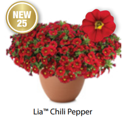 ЕВРО Калибрахоа Lia Chili Pepper ОКС укорененные черенки В наличии