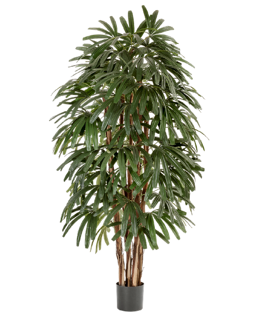 Рапис пальма широколистная