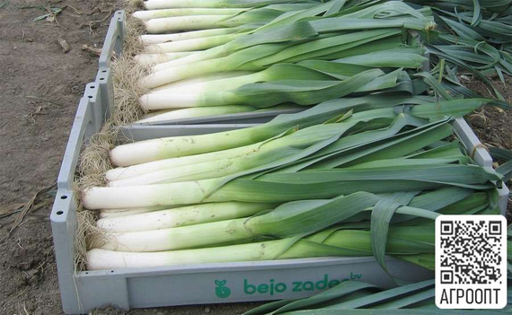 Коламбус семена лука порей (Bejo / Бейо) – фото 2