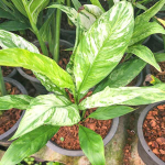 Спатифиллум SENSATION VAR (В17)