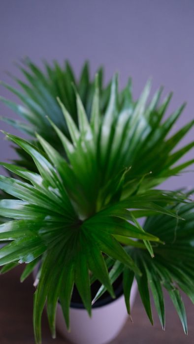 Ливистона Ротундифолиа D-12