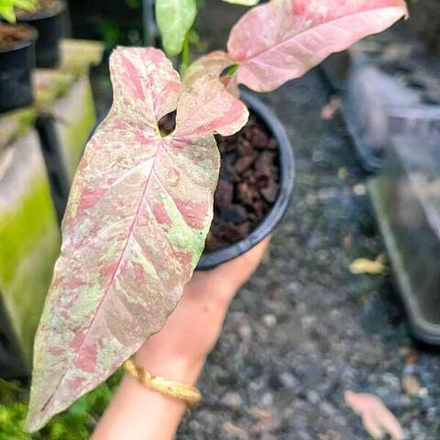 Сингониум MILK SLENDER