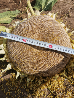 Подсолнечник - Exhibition Giant - Гигант Выставочный