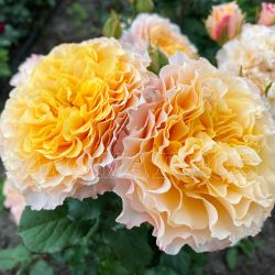 Кампанелла Пич (Campanella Peach)