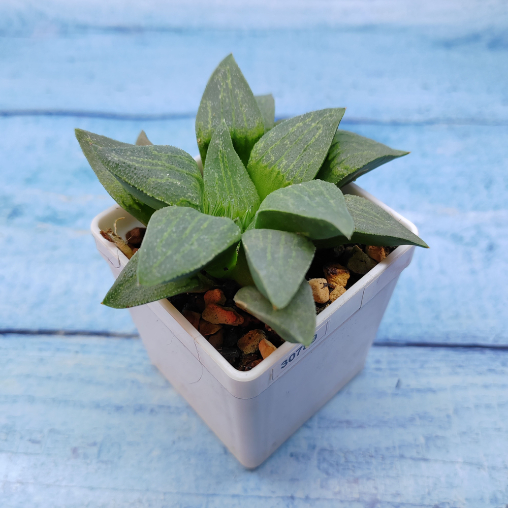 Haworthia Comptoniana Hybride hybrid (Хавортия)