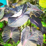 Колоказия VIOLET FANTASY