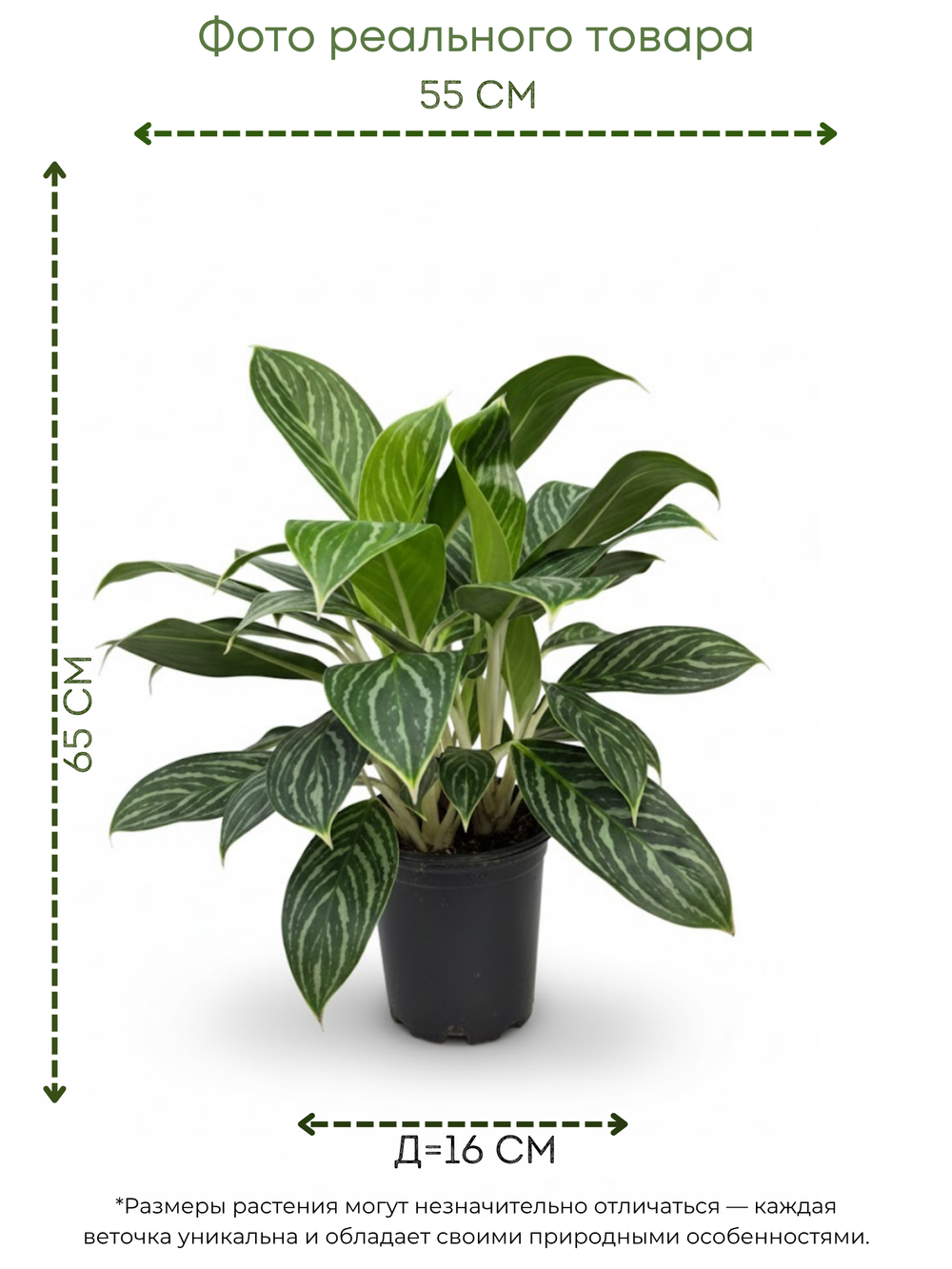 White Aesthetic Indoor Plant Sale Instagram Story