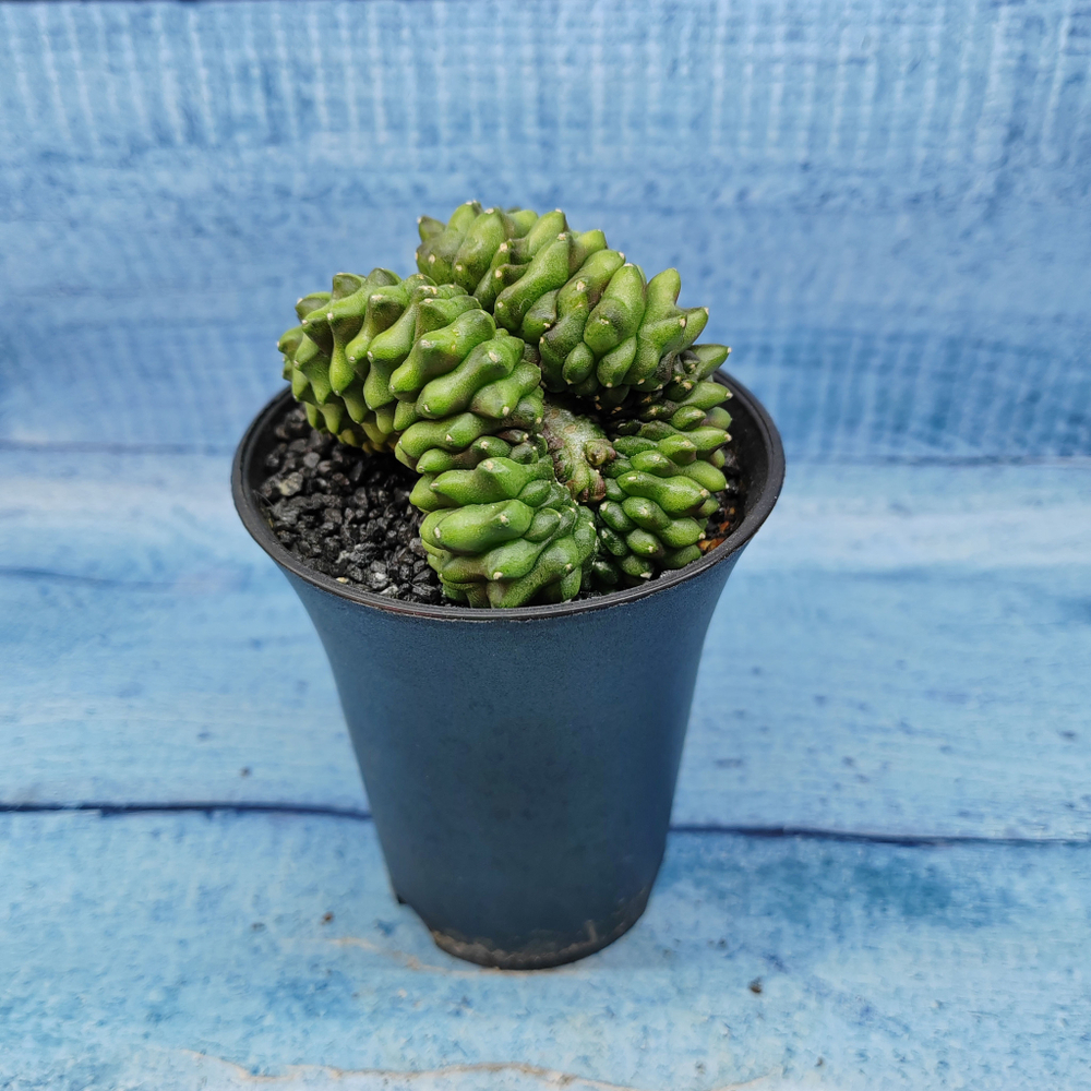 Gymnocalycium Spineless Crested form (Гимнокалициум Кристатный)