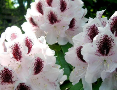 Рододендроны и азалии весна 2026