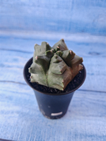 Astrophytum Myriostigma monstrosa (Астрофитум)