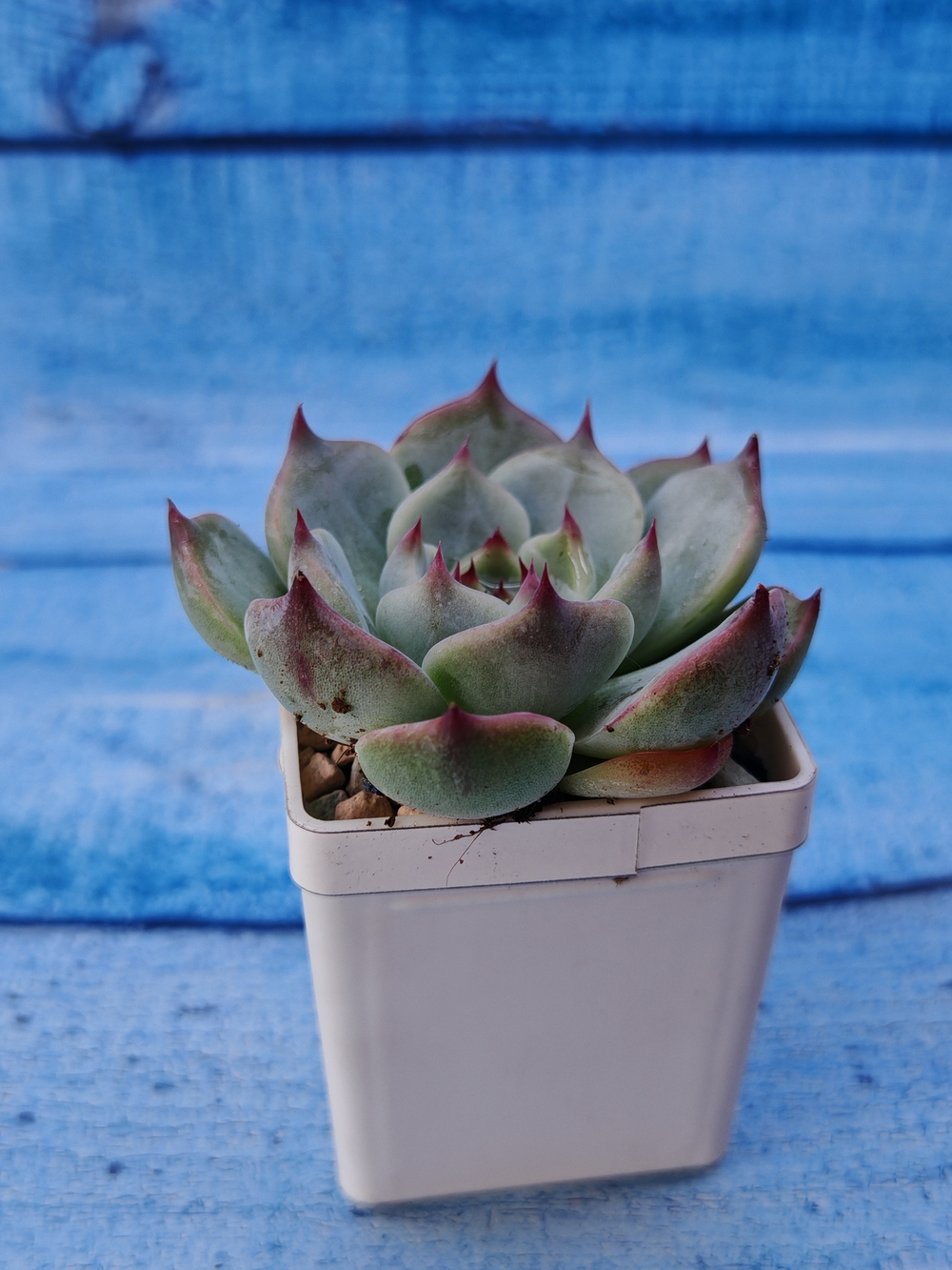 Echeveria Chihuahuensis (Эхеверия)