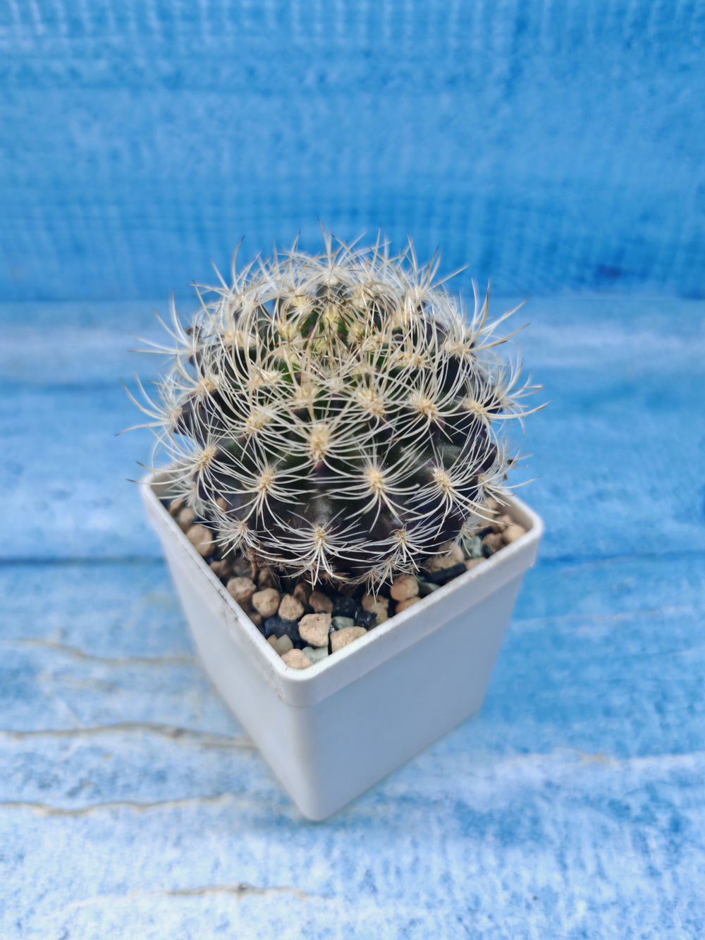 Neoporteria sp. (Неопортерия)