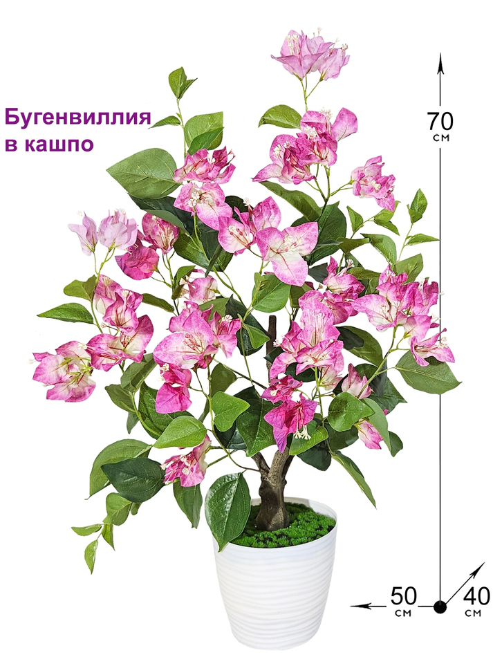 Бугенвиллия растение 70см лиловая в кашпо