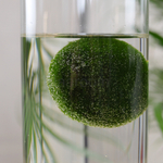 Маримо в колбе