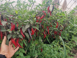 Сладкий Фиолетовый Японский Чили Перец Мурасаки Тогараши Ямато - 紫とうがらし