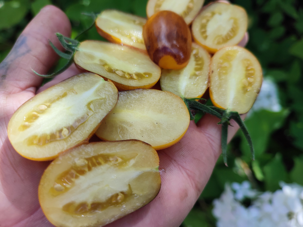 Индиго капли груш (Indigo pear drops) сорт томата
