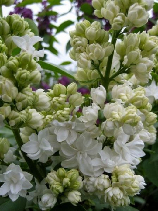 Сирень обыкновенная Память о Колесникове С10 50-70 см Закупка М64 май 2026