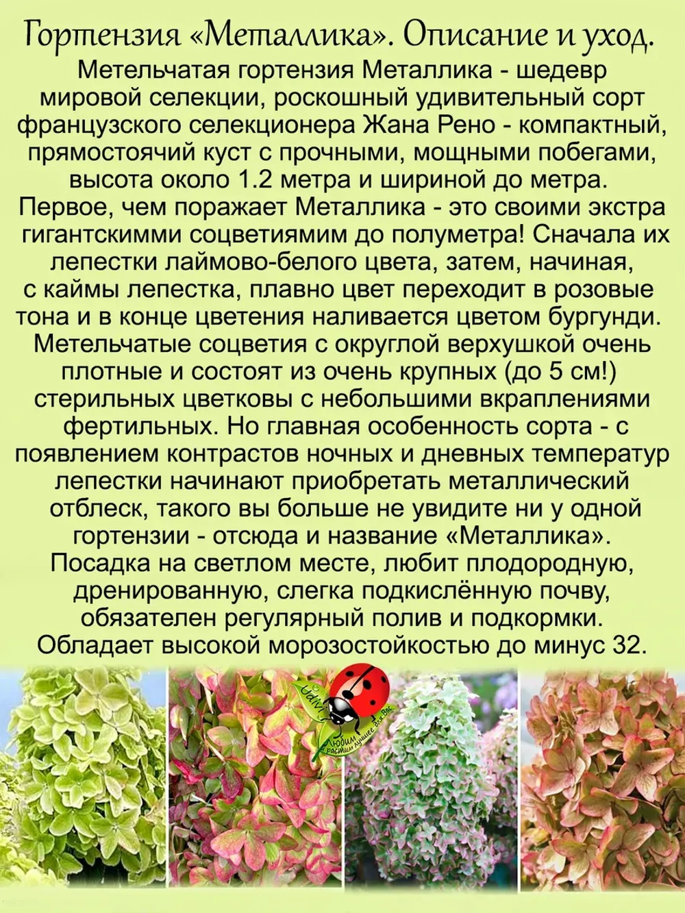 Гортензия Металлика суперновинка метельчатая