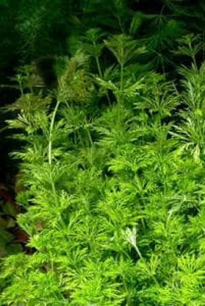 Лимнофила сидячецветковая (код 826)