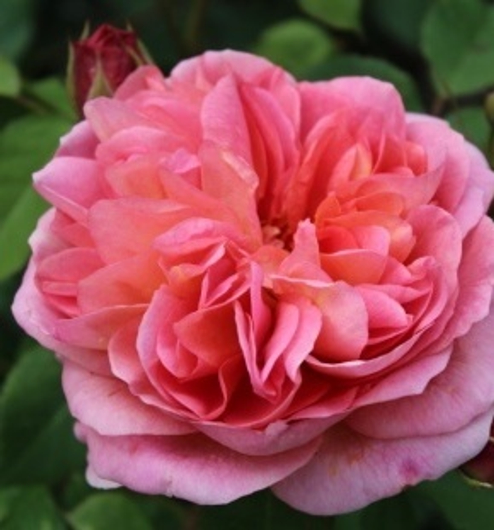 Роза английская душистая Боскобель С6