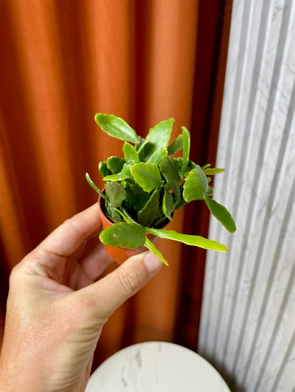 Рипсалис Криспата, D6см Н15см, 1шт, Urban Jungle