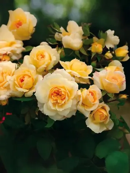 Роза шраб Марк-Антуан Шарпантье