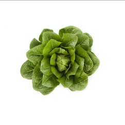 АУВОНА семена салата ромэн (Rijk Zwaan / ALEXAGRO)