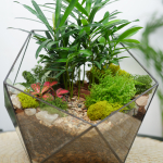 Готовый флорариум Роща подокарпусов Икос