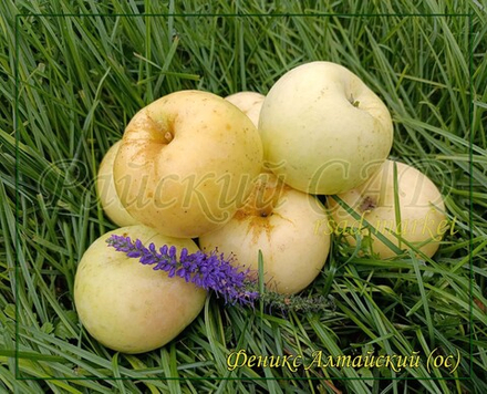 Яблоня Феникс Алтайский