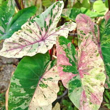 Колоказия FLAMINGO