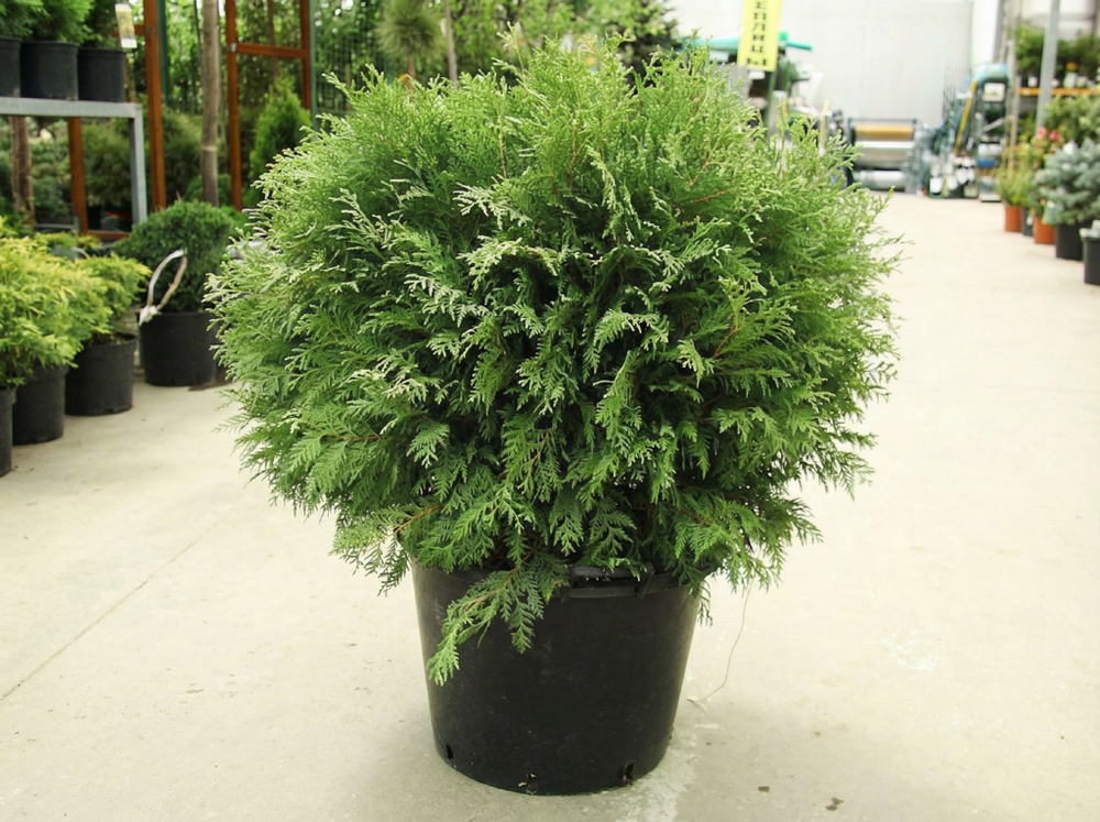 Туя западная «Woodwardii»
