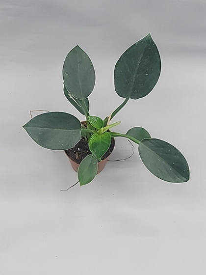 Филодендрон Грин Принцесс 9/8