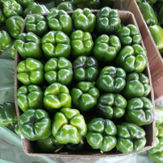 ЭРЛИ САНСЕЙШН F1 семена перца сладкого (Seminis | Alexagro) – фото 2