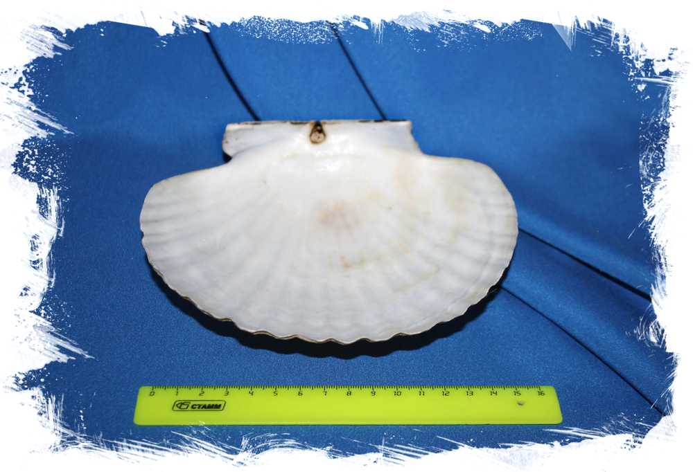 Морская ракушка Гребешок для декора