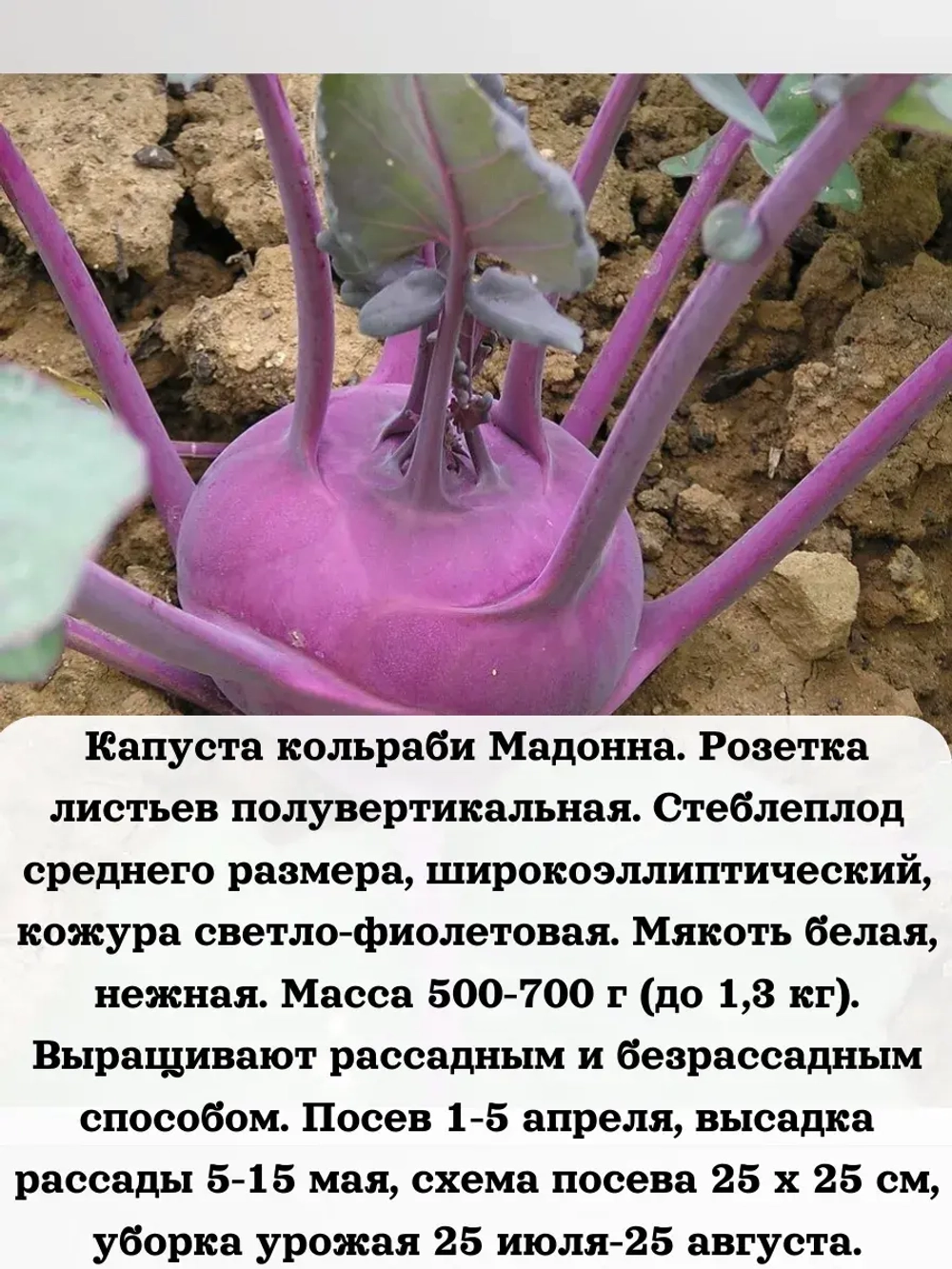 Семена Капуста кольраби Мадонна 1гр