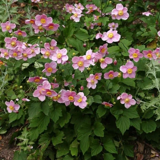 Анемона японская Септембер Шарм С2 Закупка М39 июнь 2026