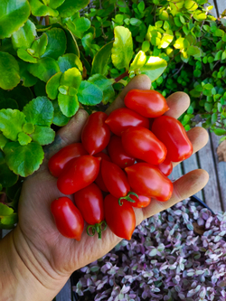 Даттерини красный (Datterini red) сорт томата