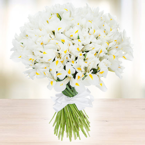 Купить Ирис белый Casablanca от 9шт