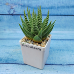 Haworthia Fasciata (Хавортия)