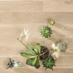 Инженерный паркет Coswick Дуб Ванильный (Vanilla) Шелковое масло ультраматовое