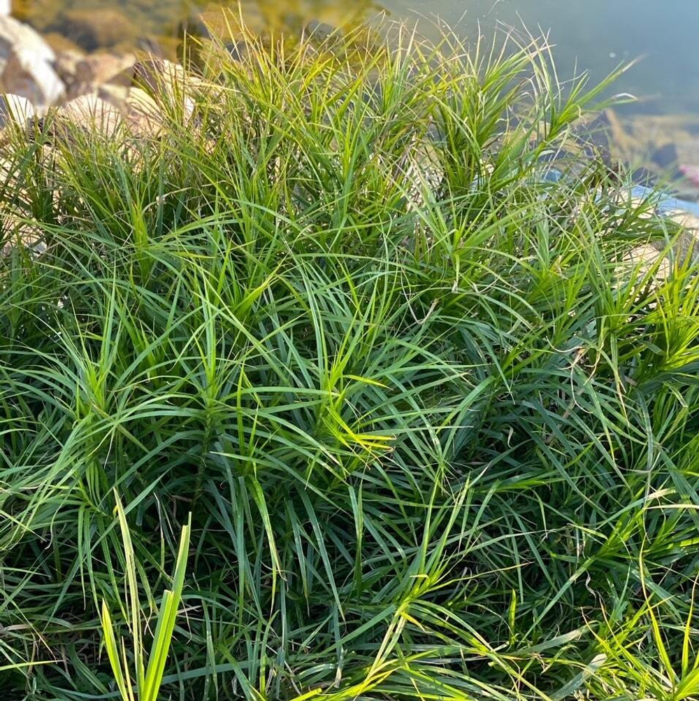 Осока пальмолистная. Carex muskingumensis.