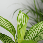 Калатея Виттата 12/35