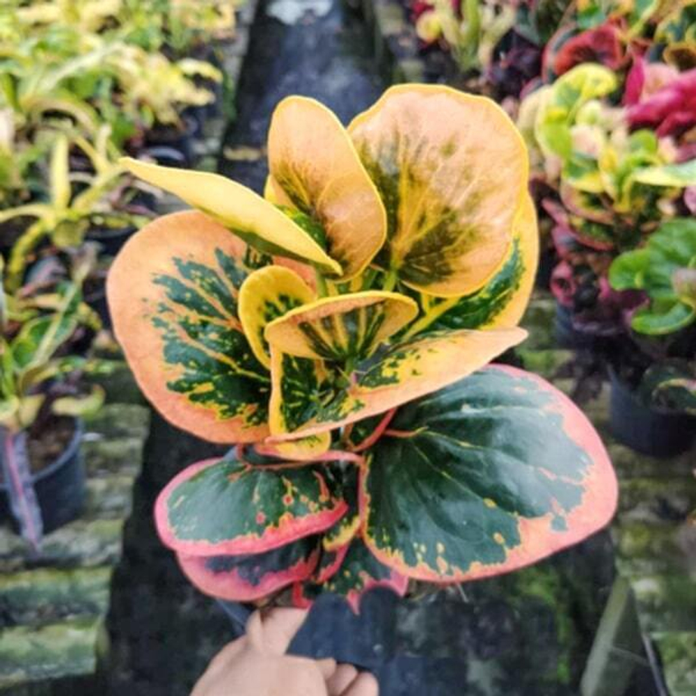 Кротон GAEW PAILIN