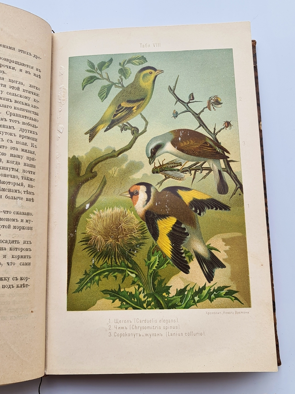 "Из царства пернатых. Популярные очерки из мира русских птиц". Д.Н.Кайгородов. 1892г.