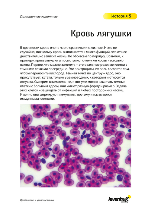 Набор микропрепаратов Levenhuk N80 NG «Увидеть все!»