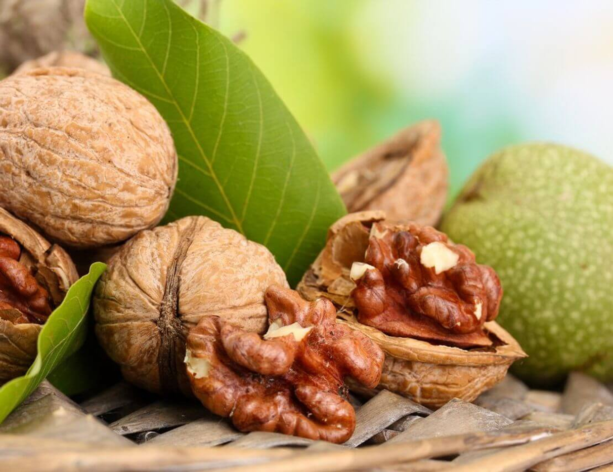 Листья «желудей богов» от диабета