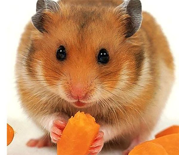 Хомяк сбежал из клетки. Как его найти? Хомяк сбежал из клетки. Как его найти?