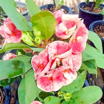 Эуфорбия Миля SAB SEDTHEE