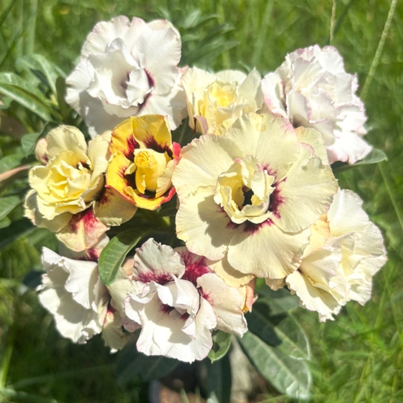 Роскошный адениум хамелеон