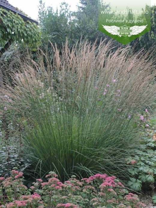 Молиния голубая 'Heidebraut' С2 15-20 см Закупка М43 май- июнь 2026